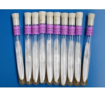 天麻萌發(fā)菌母種、原種、栽培種