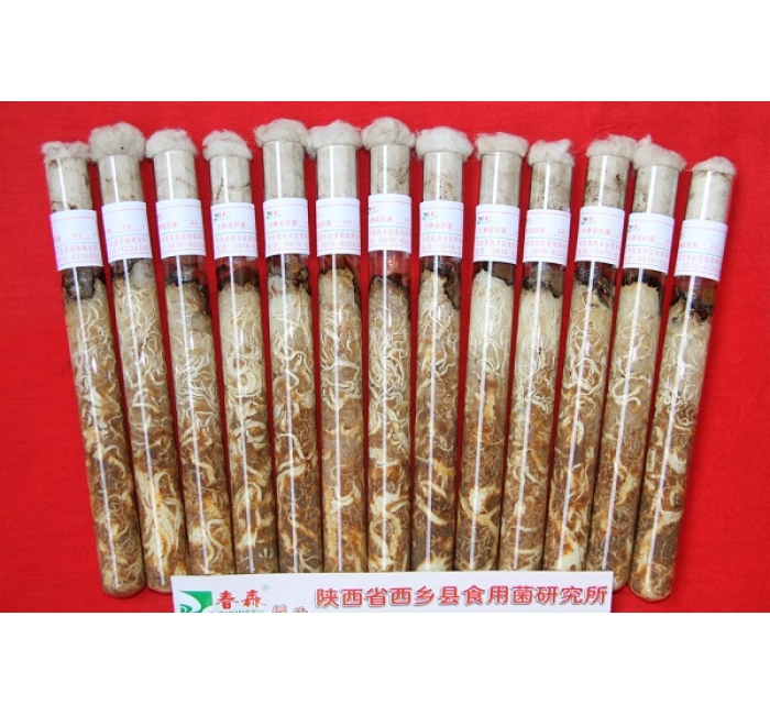 天麻蜜環(huán)菌母種、原種、栽培種